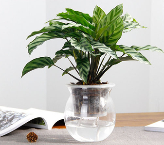 “北仑盆景租赁价格究竟多少？真相在这里！验